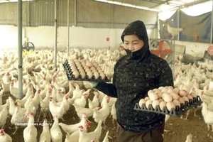 Foto ilustrativa (Fuente: VNA)