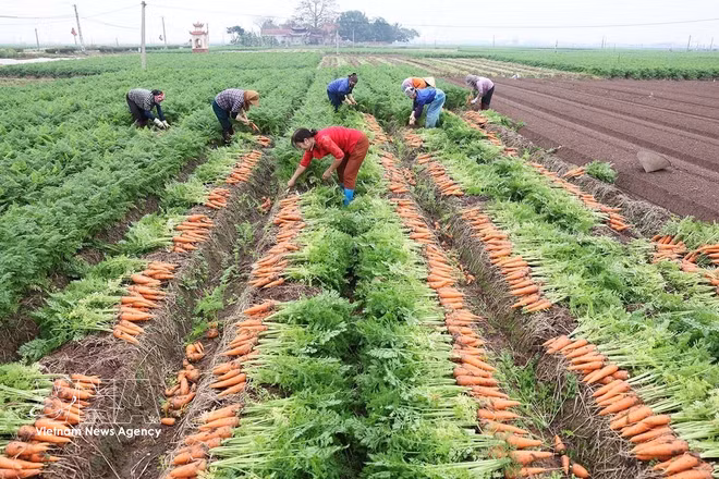 Resolución 57: Impulsa la producción a gran escala de cultivos clave