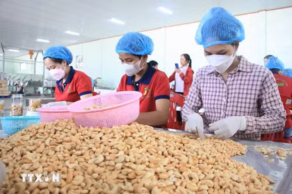 Exportadores vietnamitas se preparan ante la apertura de nuevos mercados