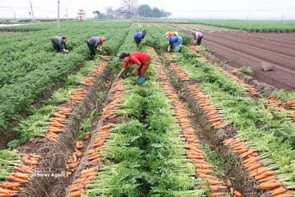 Resolución 57: Impulsa la producción a gran escala de cultivos clave