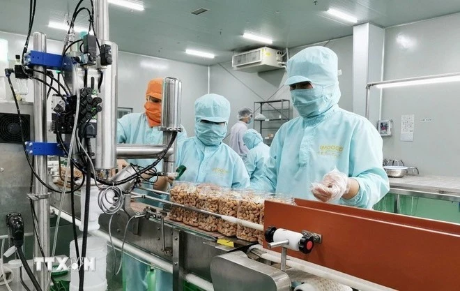Envasado de semillas de anacardo para exportación en la empresa LAFOOCO (Foto: VNA)